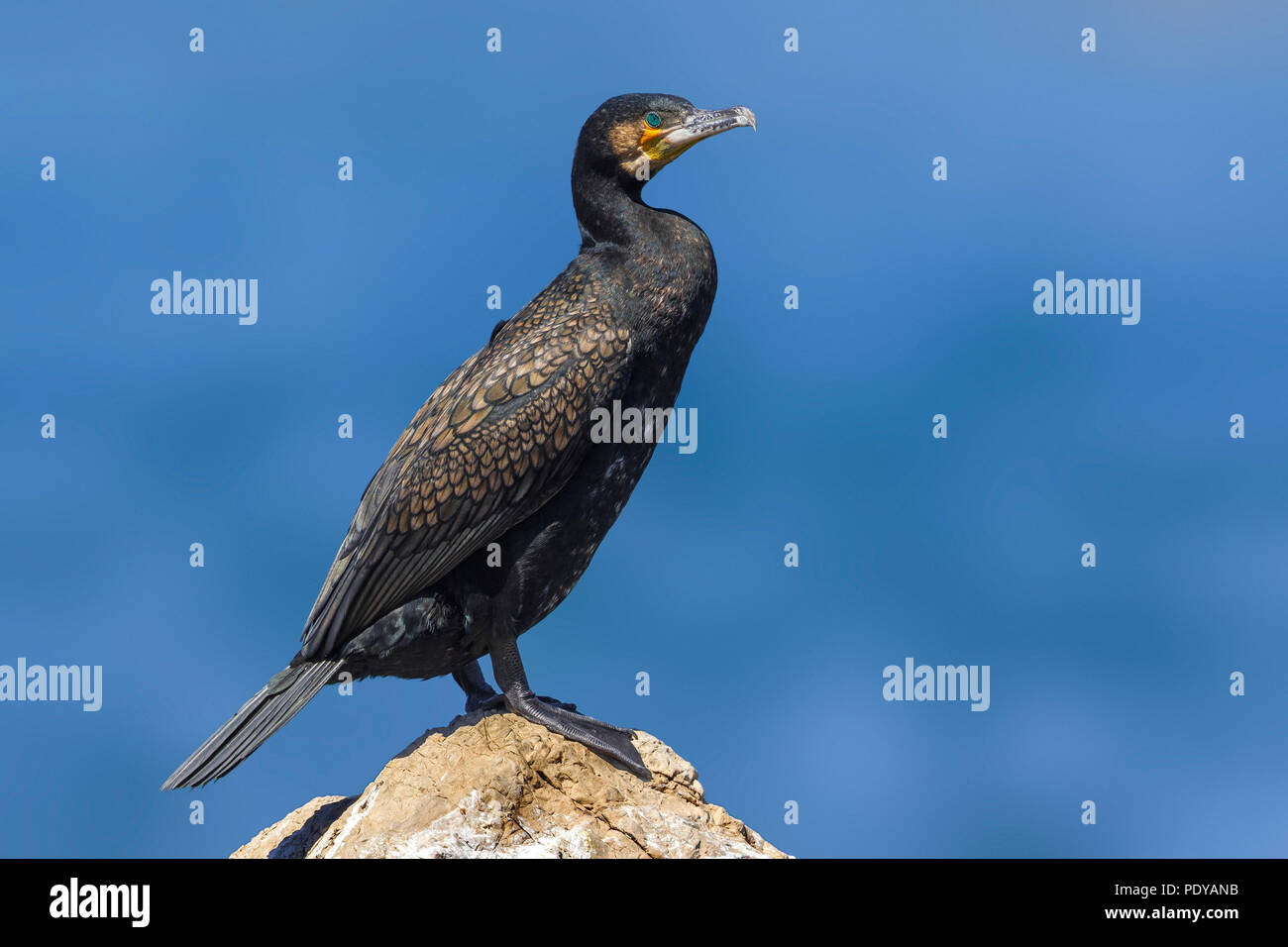 Great Cormorant; Phalacrocorax carbo Stock Photo
