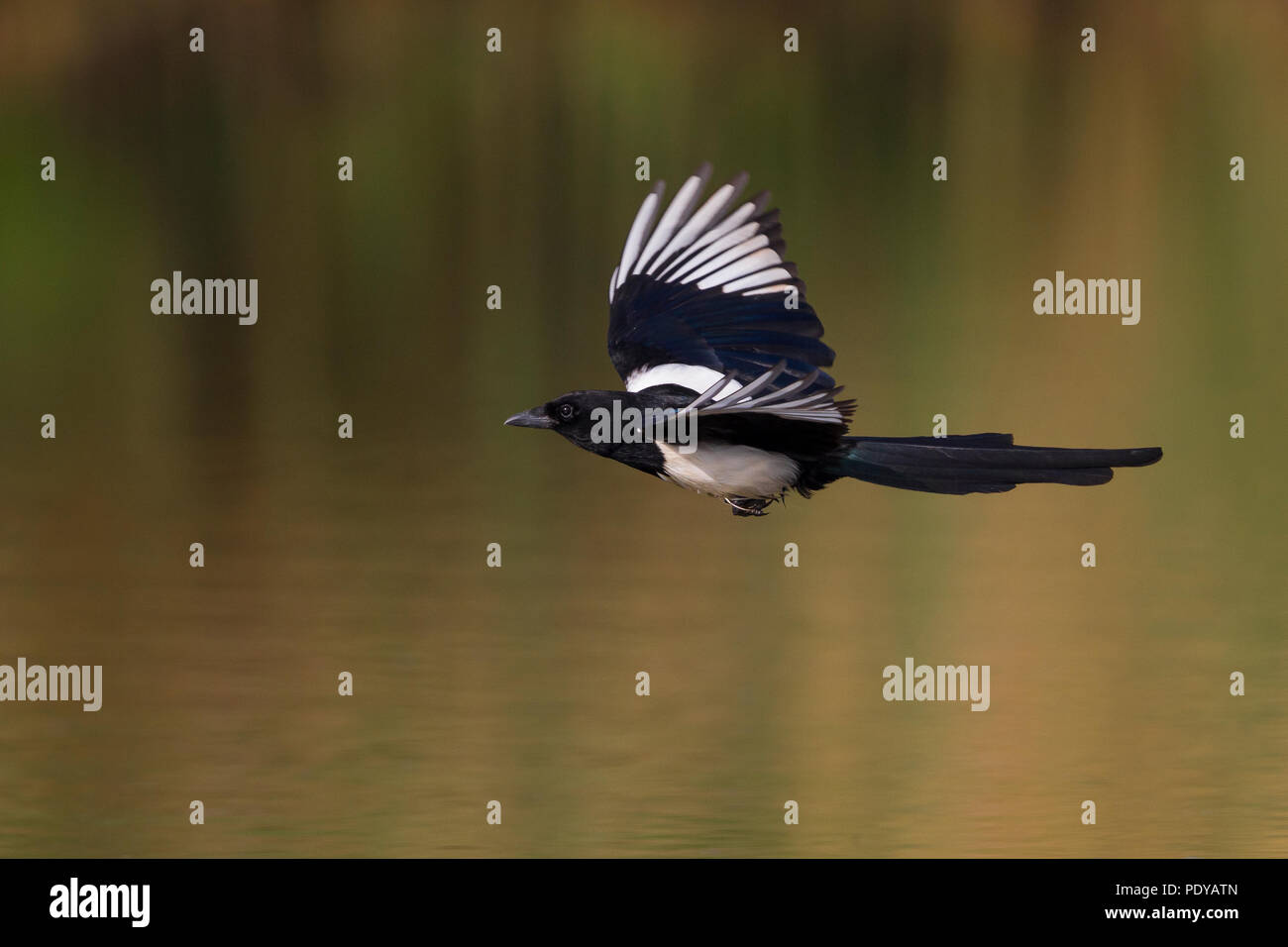 Flying adult Common Magpie; Pica pica Stock Photo