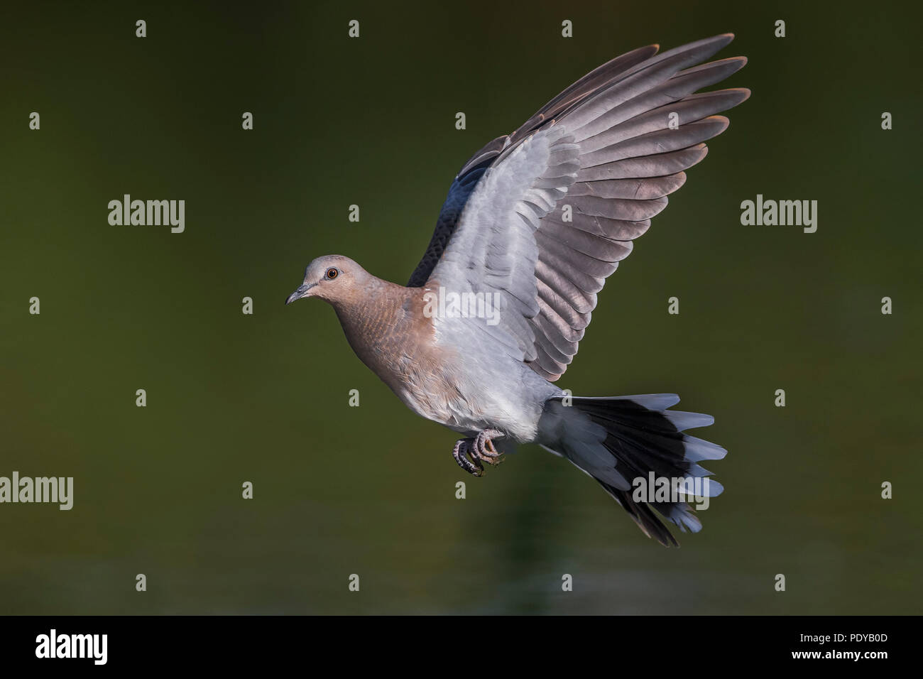 Flying Turtle Dove; Streptopelia turtur Stock Photo