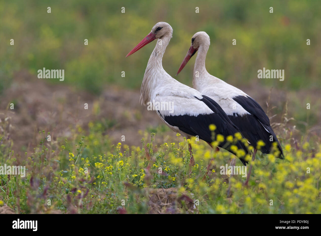 White Stork; Ciconia ciconia Stock Photo
