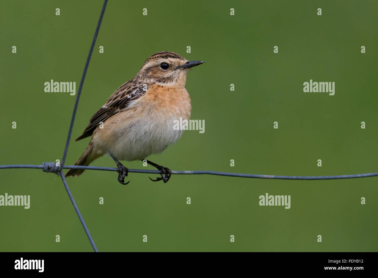 Winchat; Saxicola rubetra Stock Photo Alamy