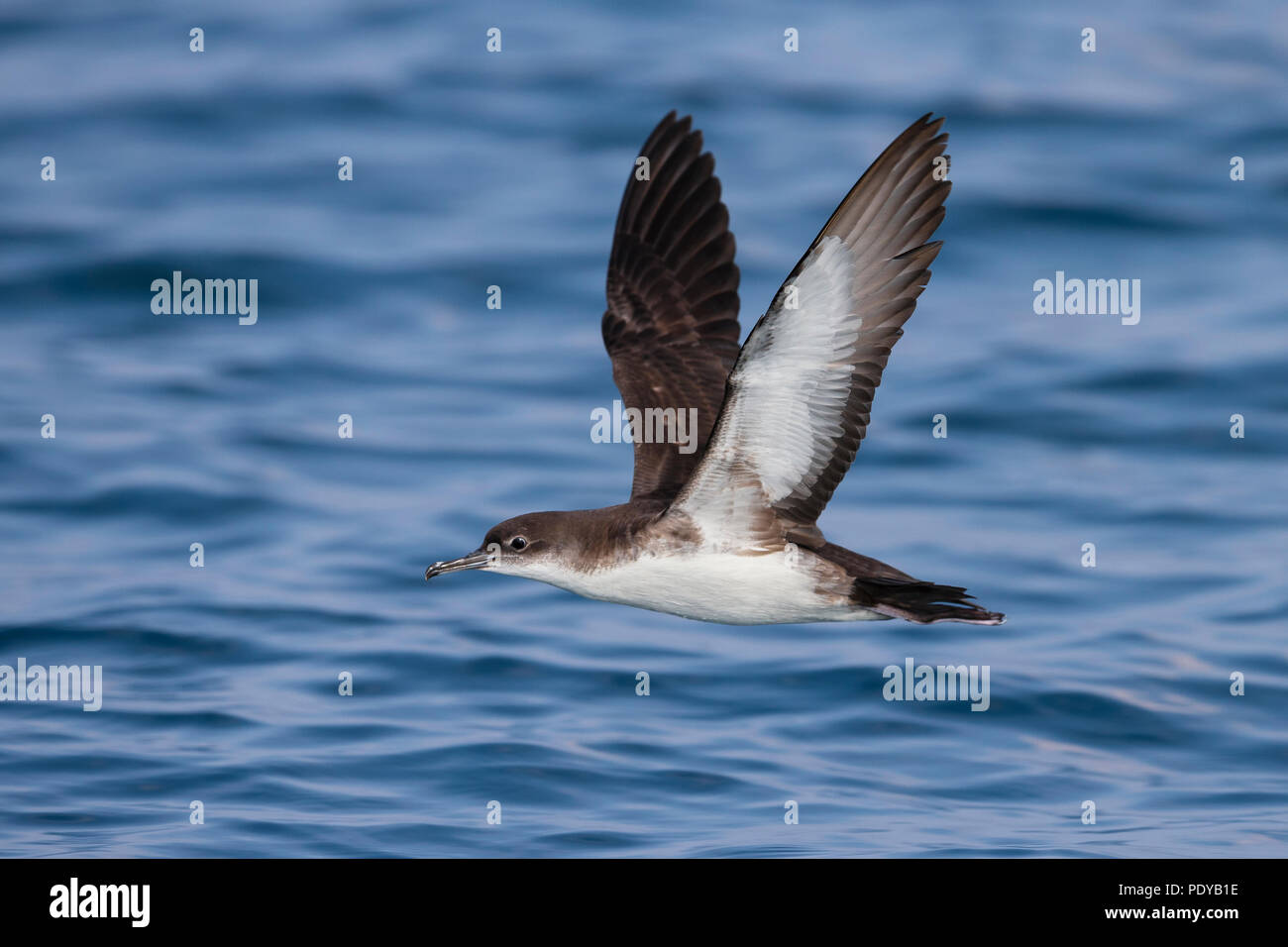 Flying Yelkouan Shearwater; Puffinus yelkouan Stock Photo Alamy