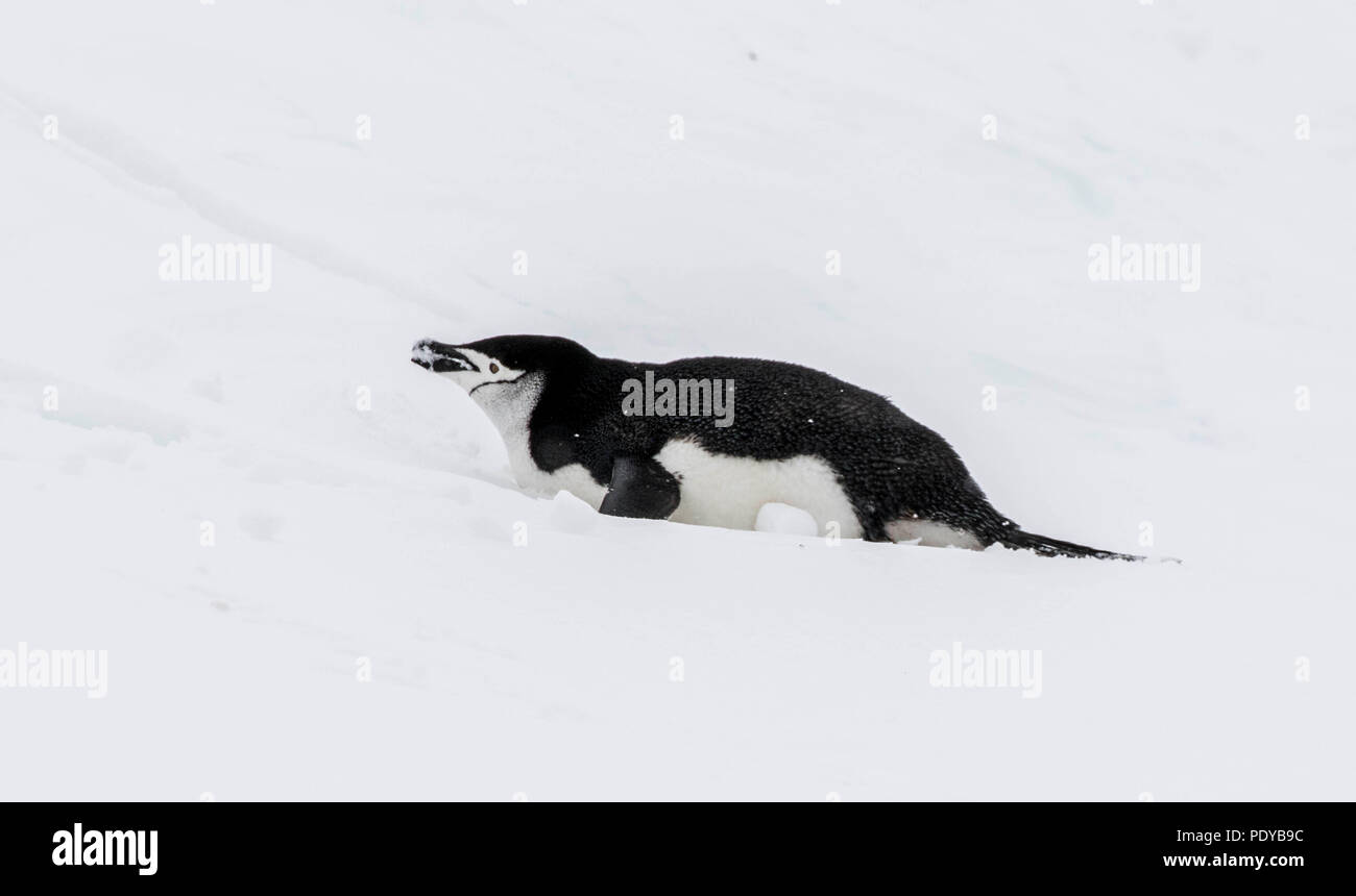 Chinstrap penguin sliding in the snow Stock Photo