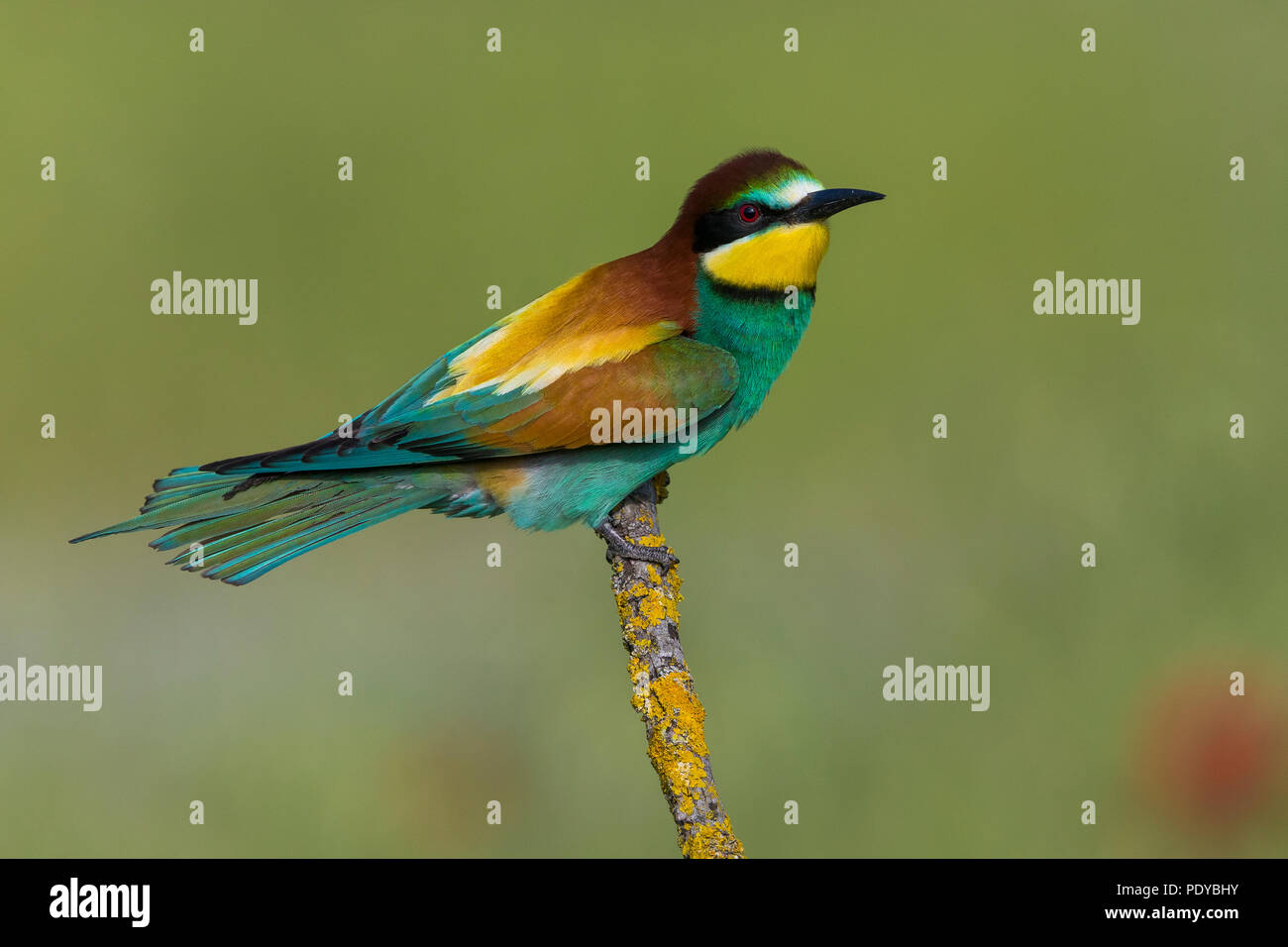 Bee-eater; Merops apiaster Stock Photo