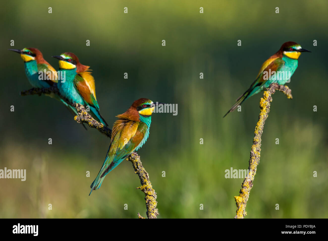Bee-eater; Merops apiaster Stock Photo