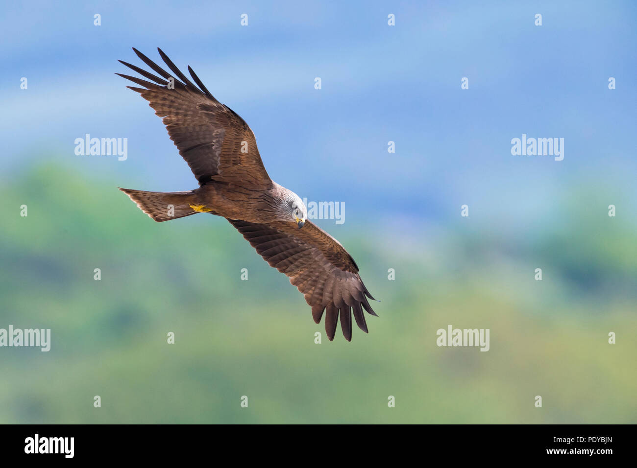 Flying Black Kite; Milvus migrans Stock Photo