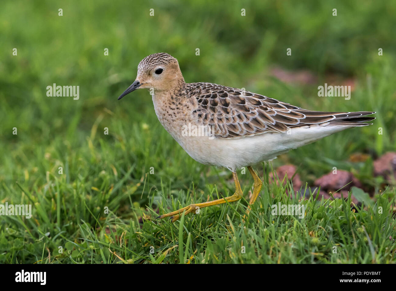 Foraging Buff-breasted Sandpiper; Tryngites subruficollis Stock Photo