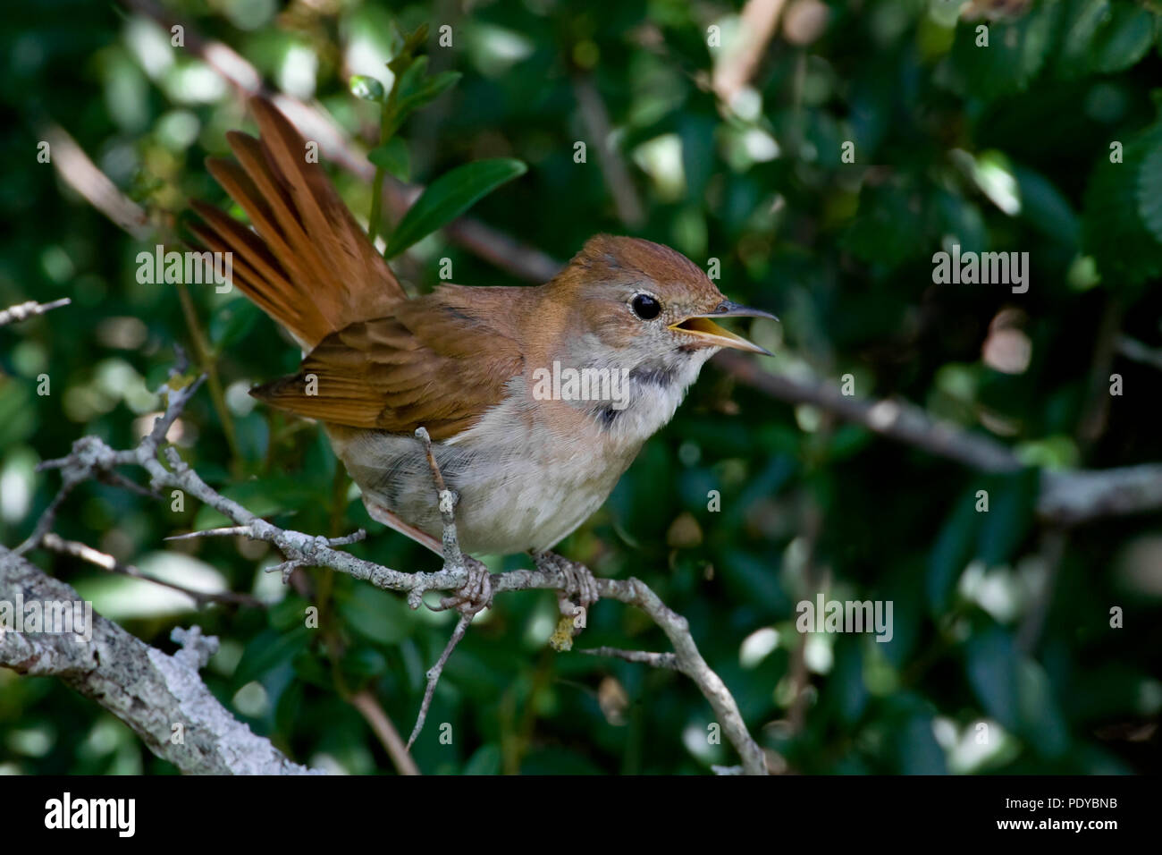 Een nachtegaal op een zijtakje luid zingend uit volle borst. A Nightingale on a sidebranch singing lustily. Stock Photo