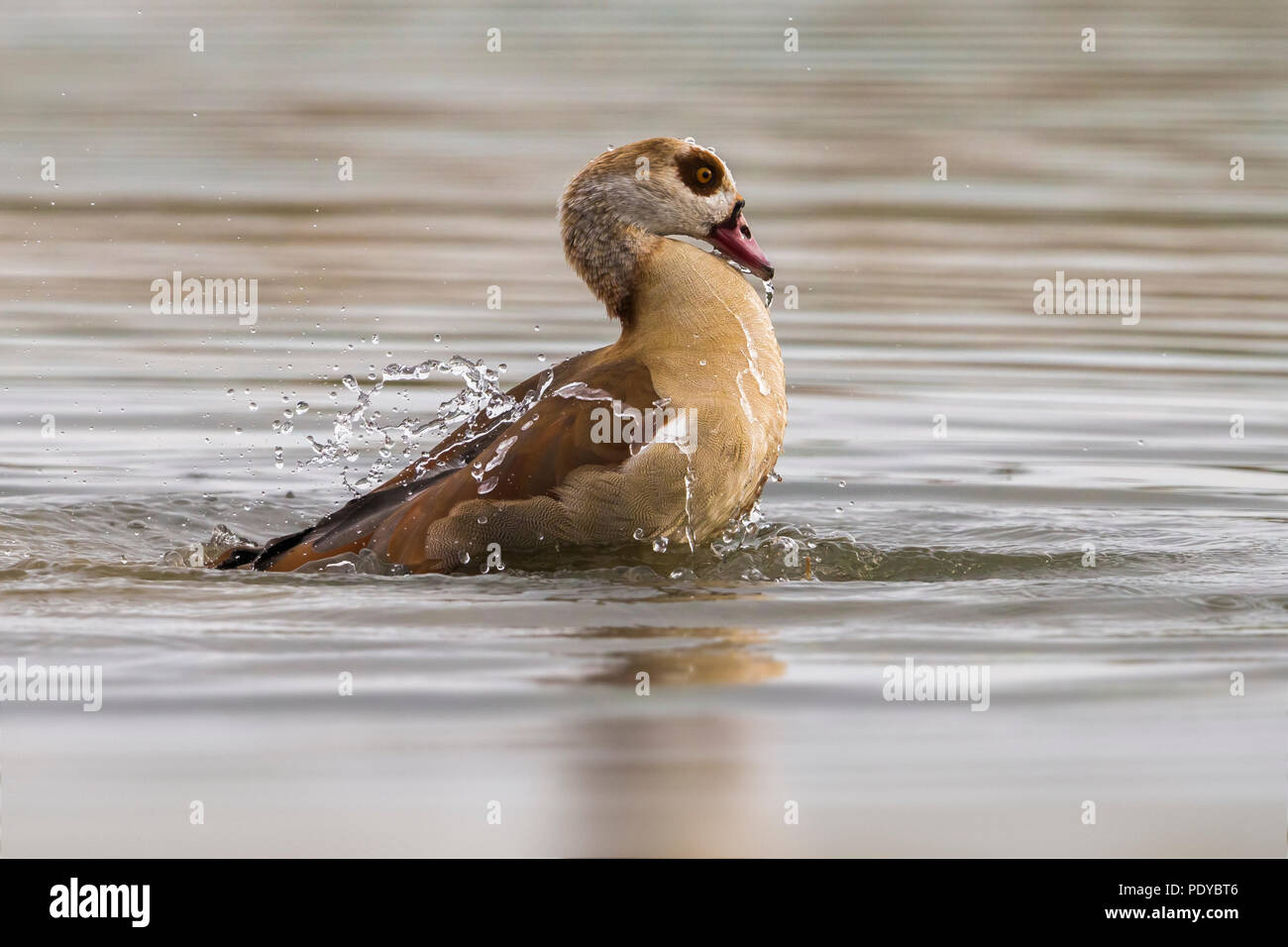 Egyptian Goose; Alopochen aegyptiaca Stock Photo