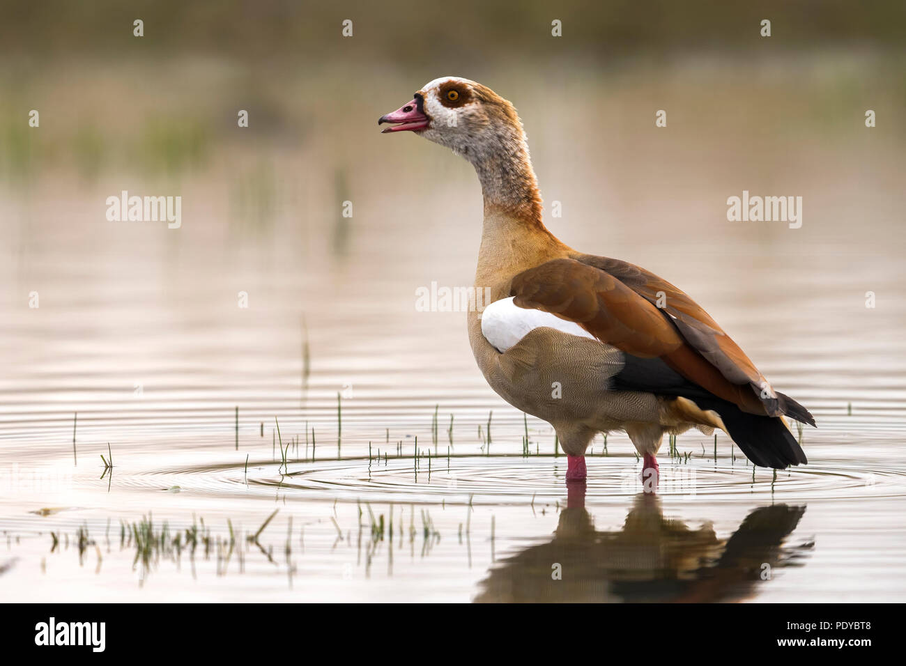 Egyptian Goose; Alopochen aegyptiaca Stock Photo