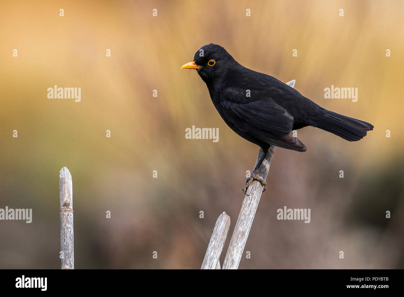 Blackbird; Turdus merula azorensis Stock Photo