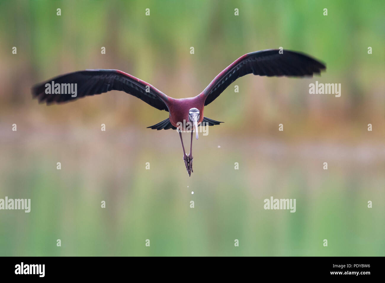 Flying Glossy Ibis; Plegadis falcinellus Stock Photo