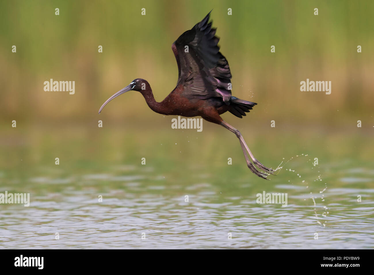 Flying Glossy Ibis; Plegadis falcinellus Stock Photo