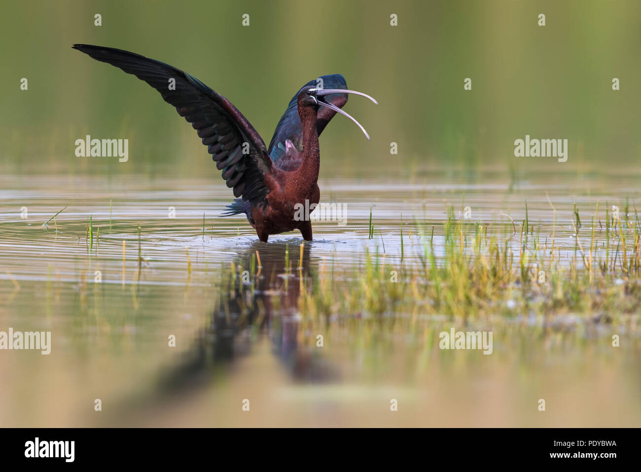 Glossy Ibis; Plegadis falcinellus Stock Photo