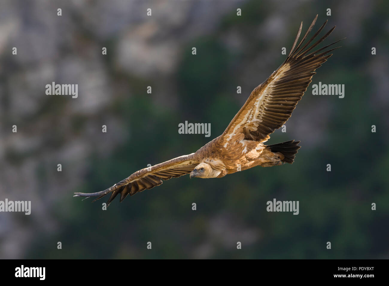 Griffon Vulture (Gyps fulvus) flying Stock Photo