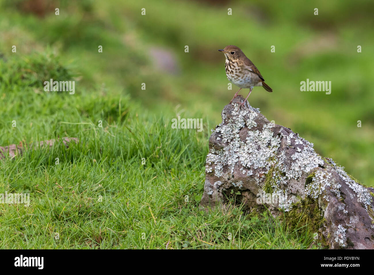 Hermit Thrush; Catharus guttatus Stock Photo