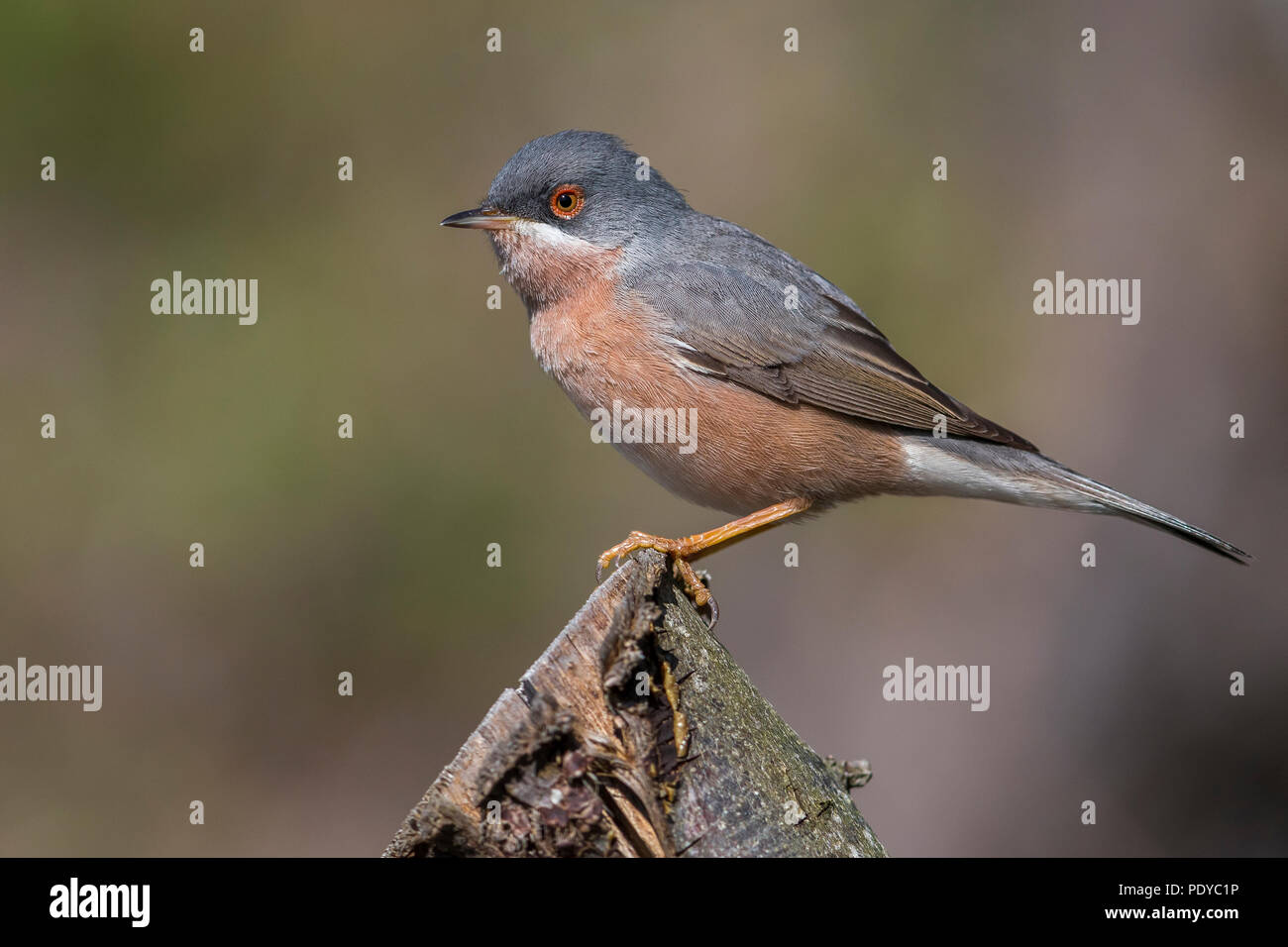 Moltonis warbler hi-res stock photography and images - Alamy