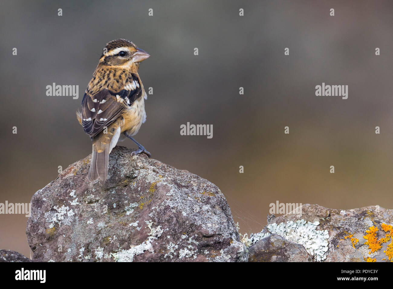 Rose-breasted Grosbeak; Pheucticus ludovicianus Stock Photo