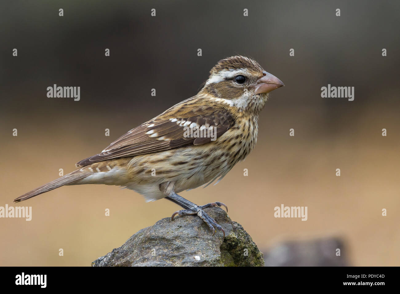 Rose-breasted Grosbeak; Pheucticus ludovicianus Stock Photo