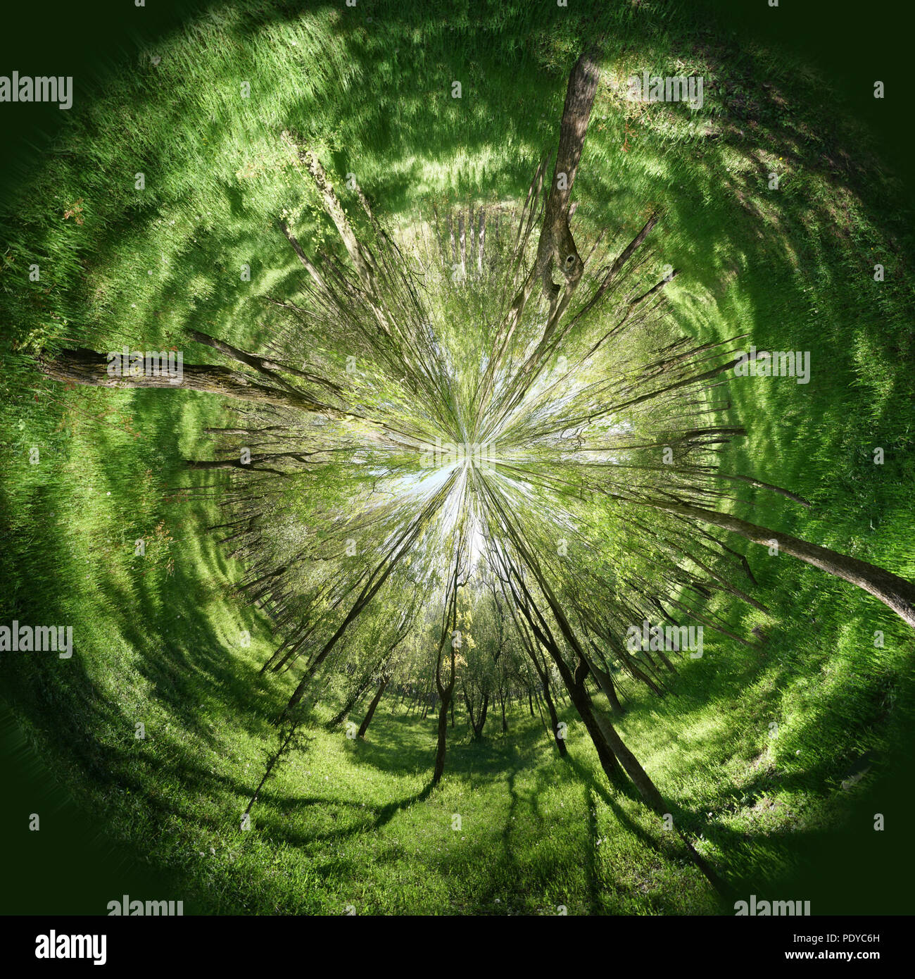 Sun rays way through trees hi-res stock photography and images - Alamy