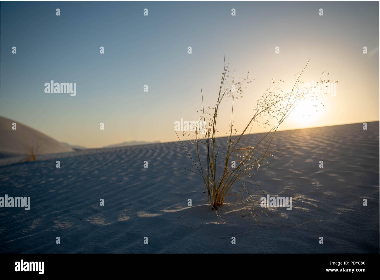 Indian Ricegrass, (Oryzopsis htmenoides), White Sands National Monument, New Mexico, USA. Stock Photo