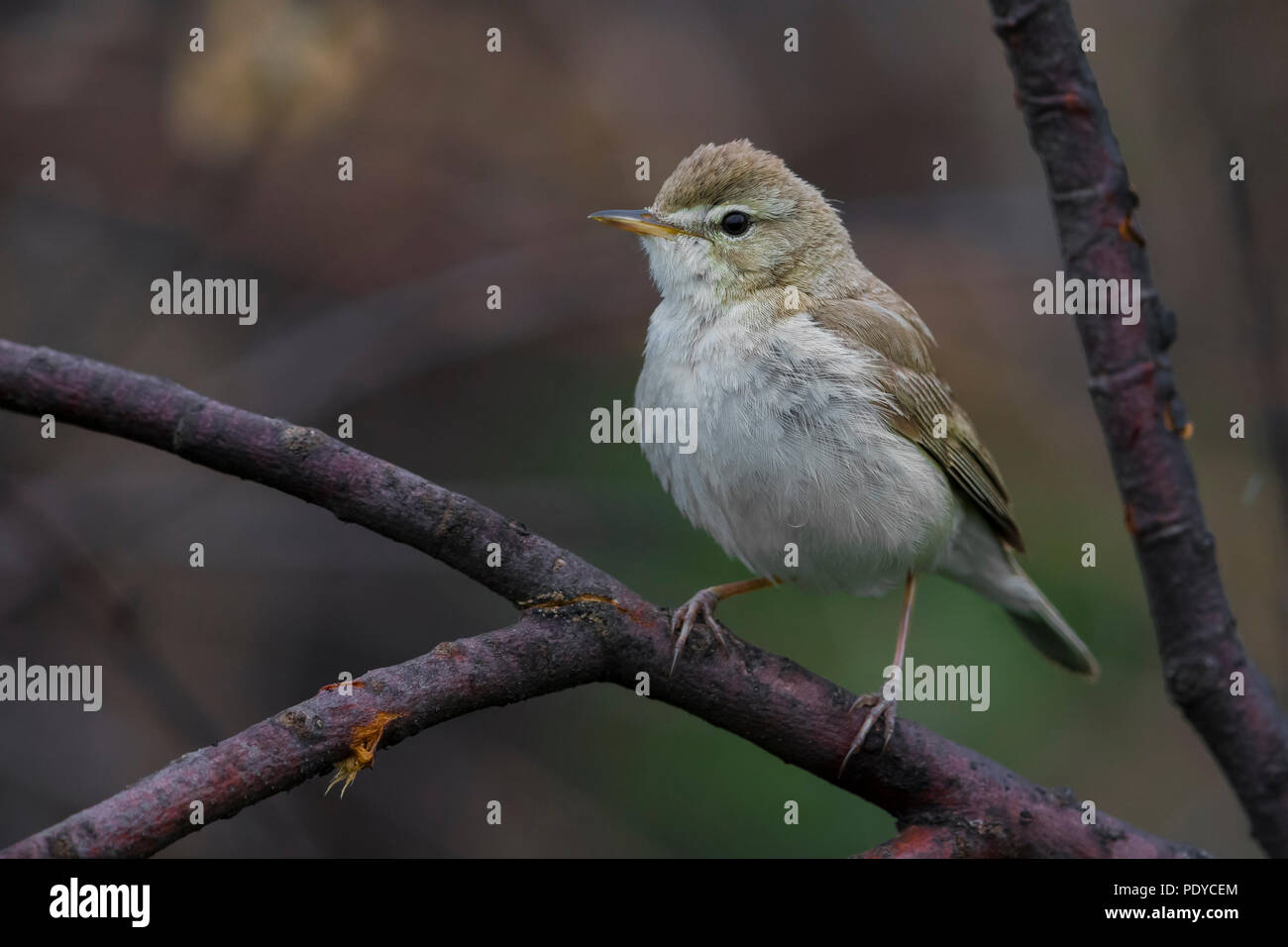 Booted Warbler (Iduna caligata) in breeding habitat Stock Photo - Alamy