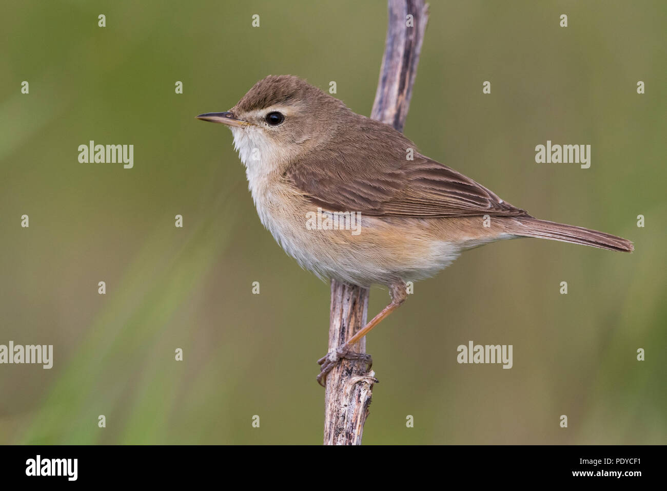 Booted Warbler (Iduna caligata) in breeding habitat Stock Photo - Alamy