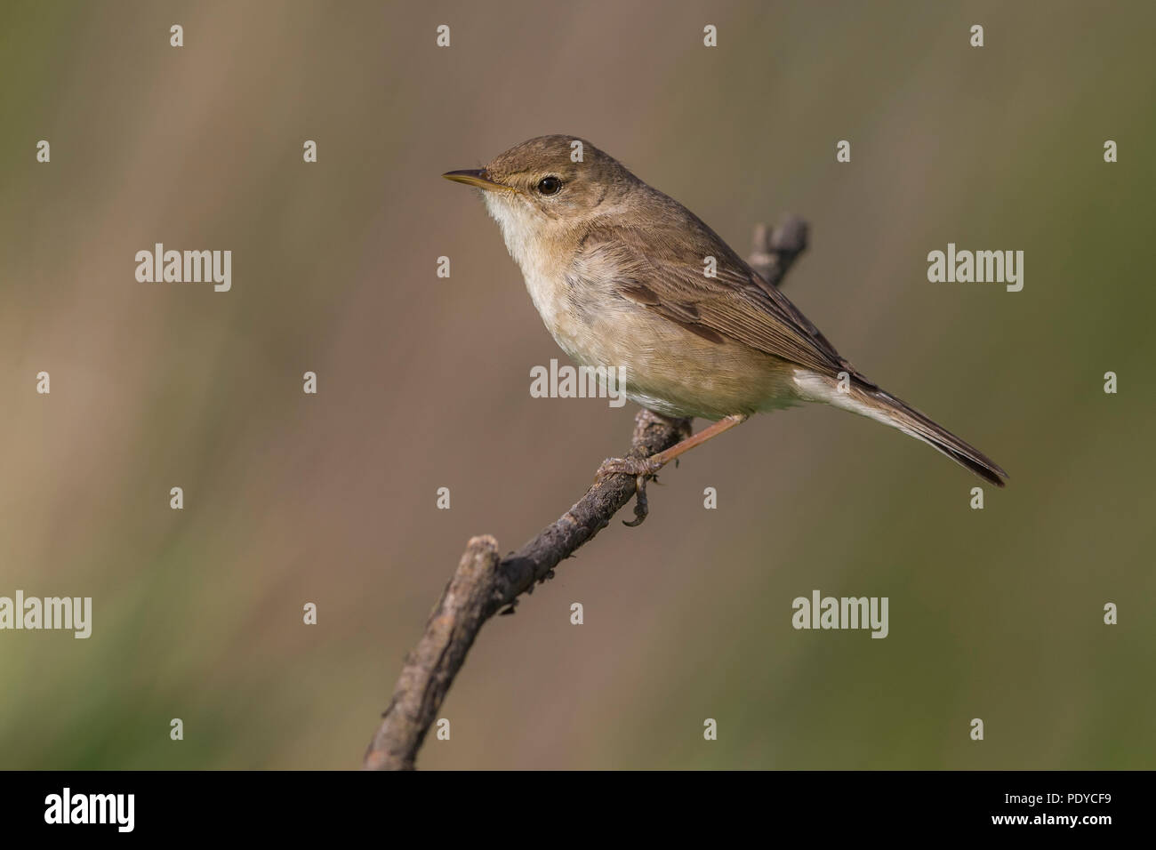 Booted Warbler (Iduna caligata) in breeding habitat Stock Photo - Alamy