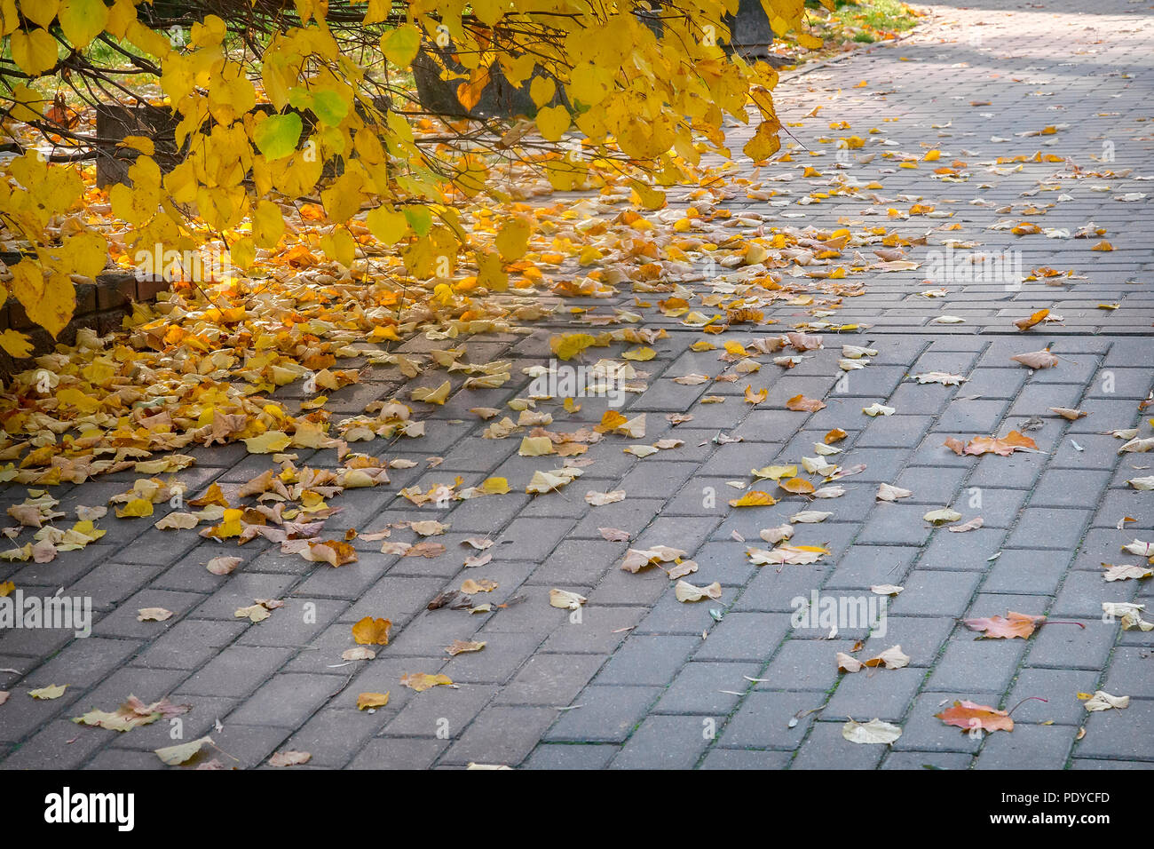 Leaves on the track hi-res stock photography and images - Alamy