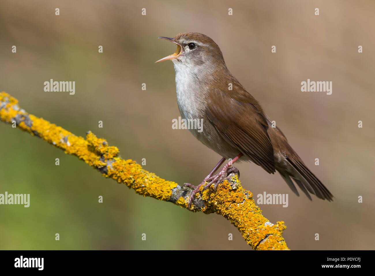 Cetti's Warbler; Cettia cetti Stock Photo - Alamy