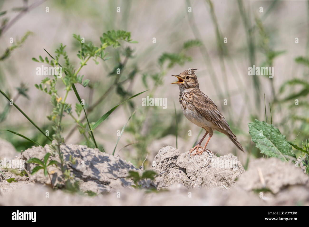 Crested Lark; Galerida cristata Stock Photo