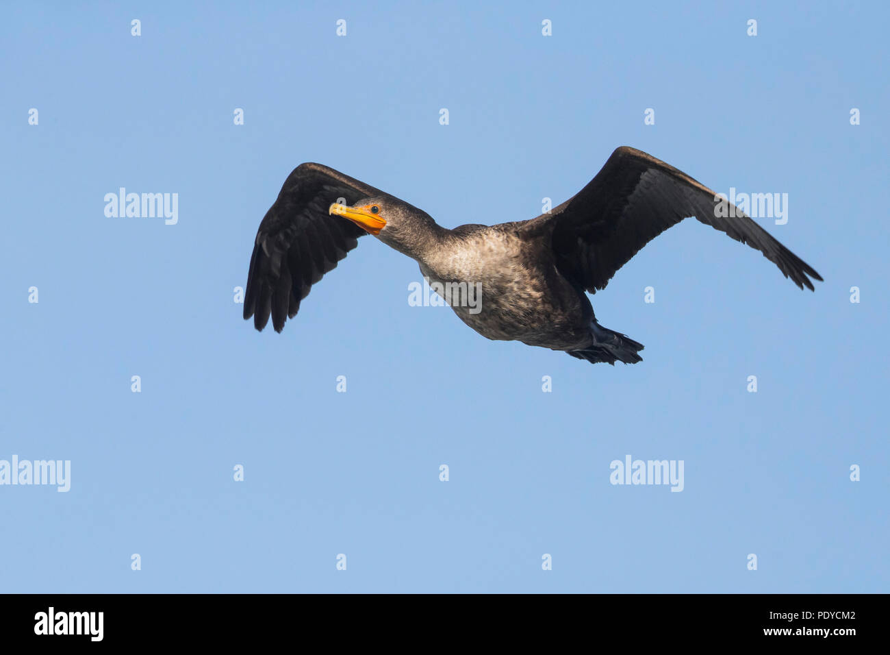 Flying Double-crested Cormorant; Phalacrocorax auritus Stock Photo
