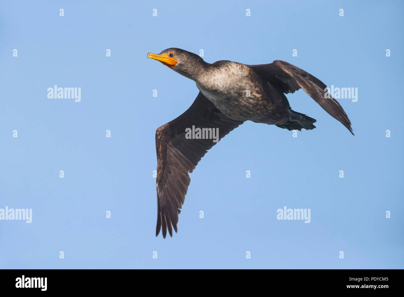 Flying Double-crested Cormorant; Phalacrocorax auritus Stock Photo