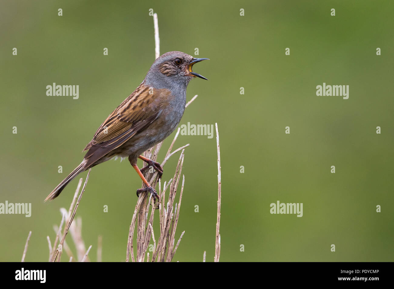 Dunnock; Prunella modularis Stock Photo