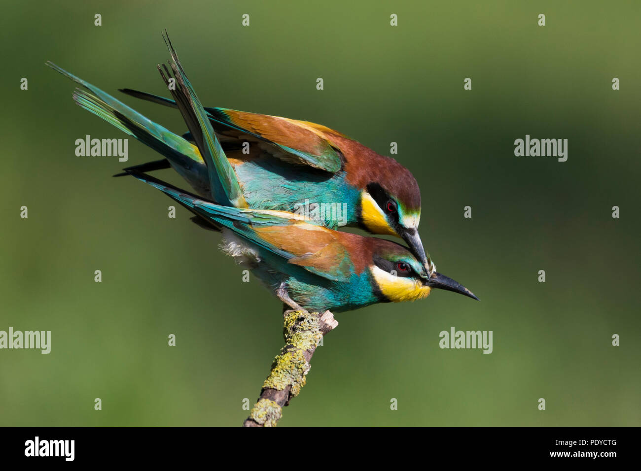 Mating European Bee-eaters (merops Apiaster Stock Photo - Alamy