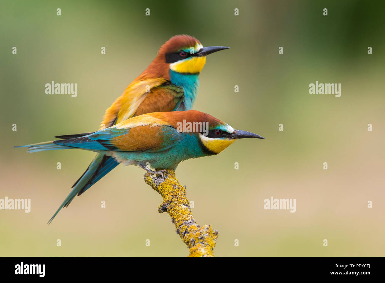 Bee eater bee eater hi-res stock photography and images - Alamy