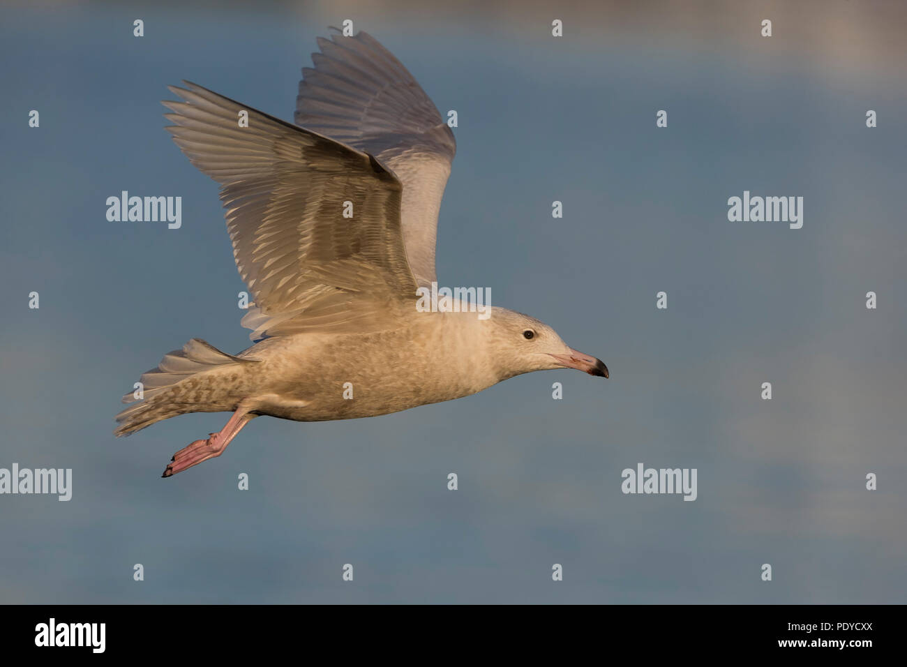 Flying Glaucous Gull; Larus hyperboreus Stock Photo