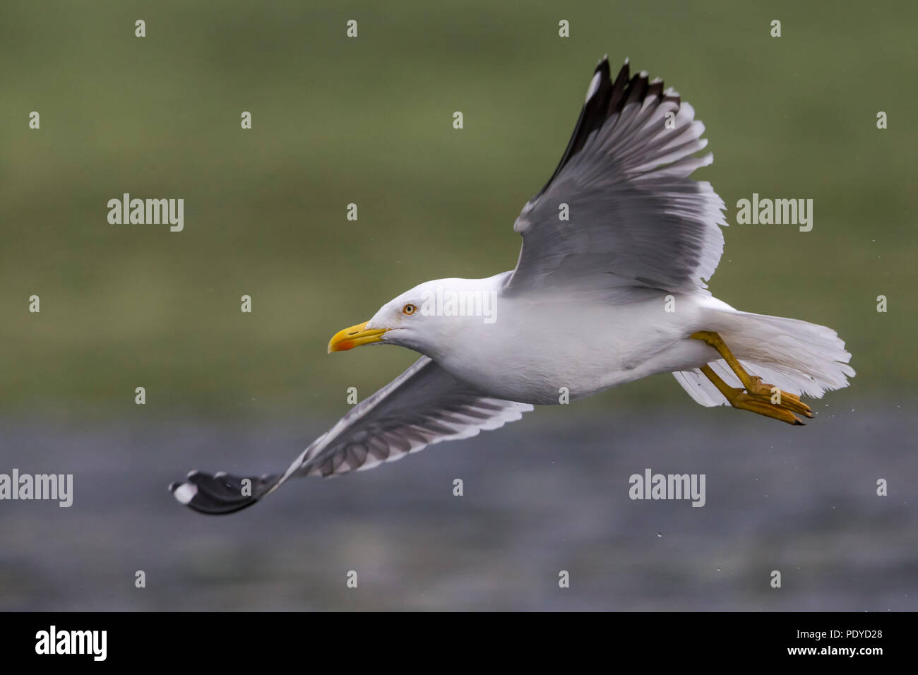 Flying adult Azores Yellow-legged Gull; Larus michahellis atlantis Stock Photo
