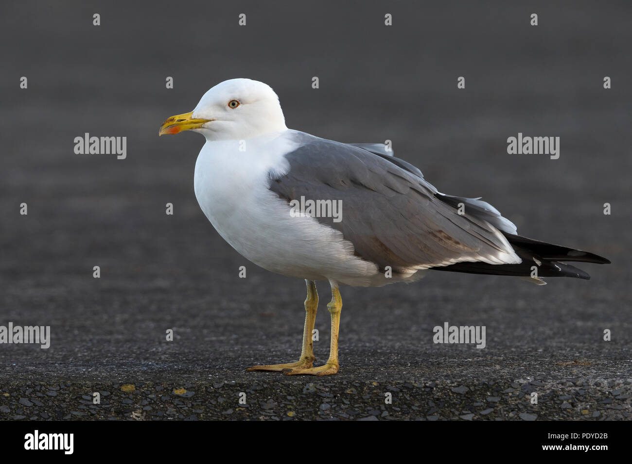 Azores Yellow-legged Gull; Larus michahellis atlantis Stock Photo