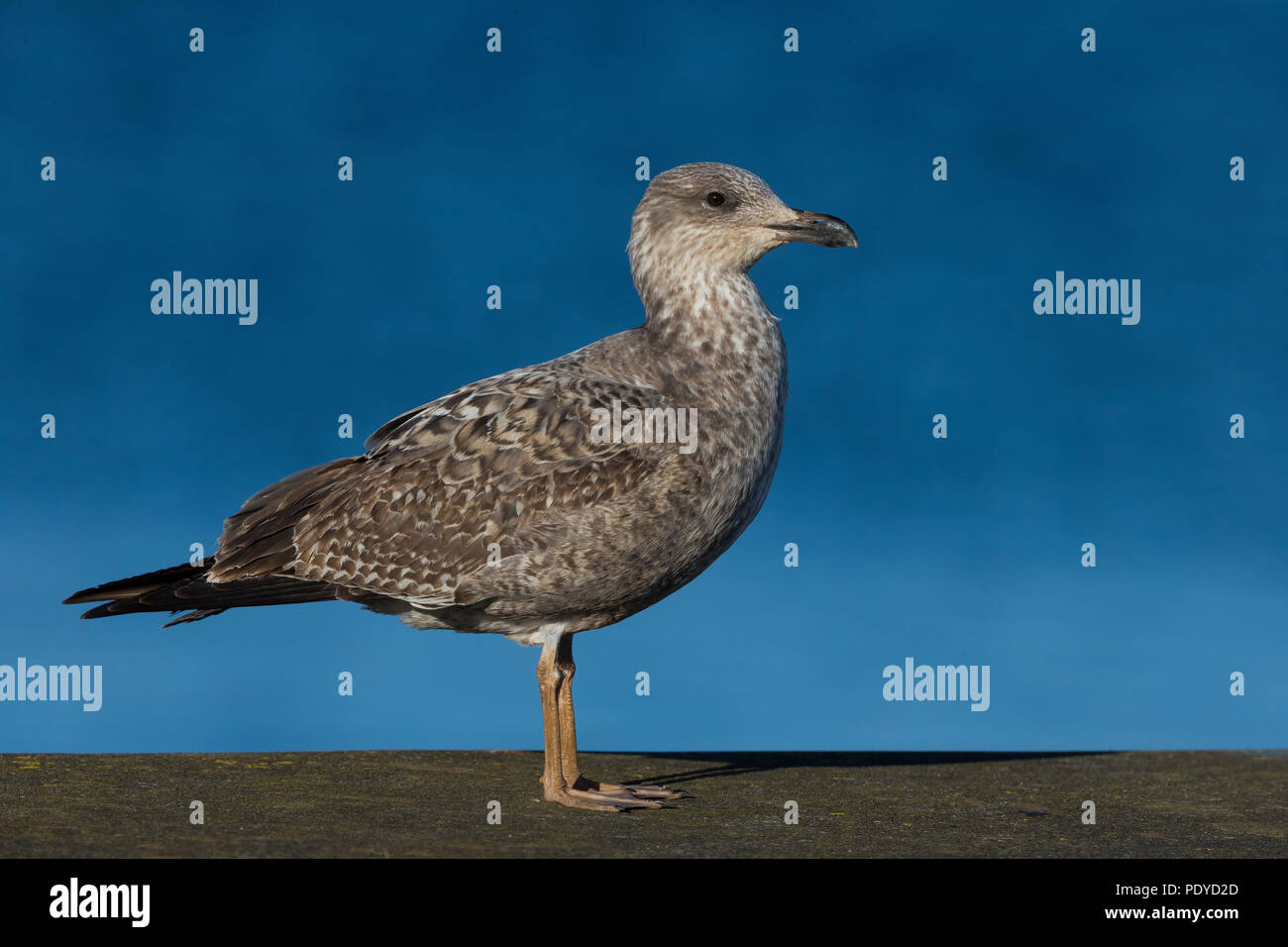 Juvenile Azores Yellow-legged Gull; Larus michahellis atlantis Stock Photo