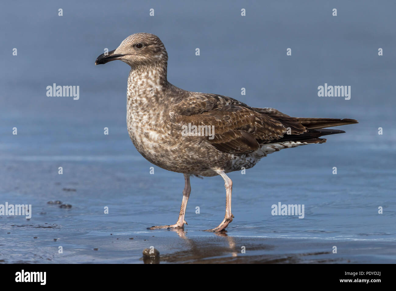 Juvenile Azores Yellow-legged Gull; Larus michahellis atlantis Stock Photo