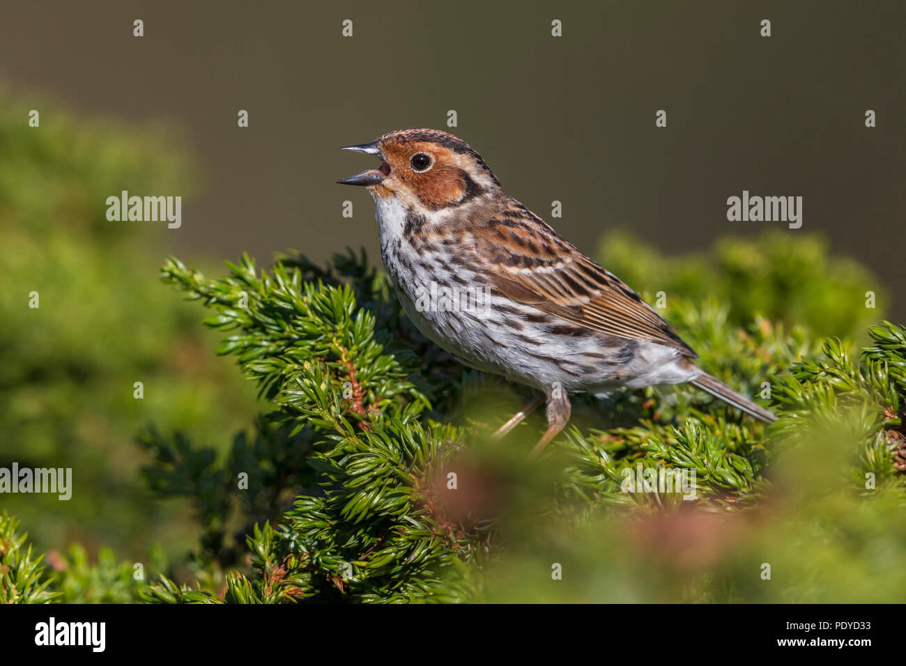 Singing adult Little Bunting (Emberiza pusilla) Stock Photo