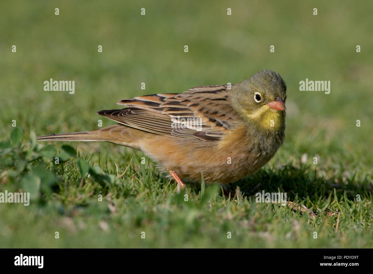 Zijaanzicht van een ortolaan voedselzoekend in het gras. Side-view of an Ortolan Bunting looking for food in the grass. Stock Photo