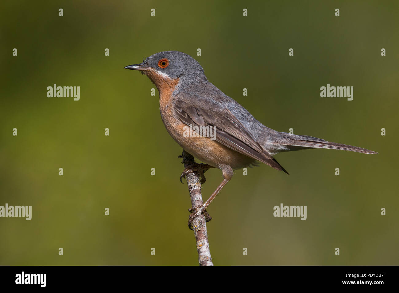 Adult male Western Subalpine Warbler; Sylvia inornata iberiae Stock Photo