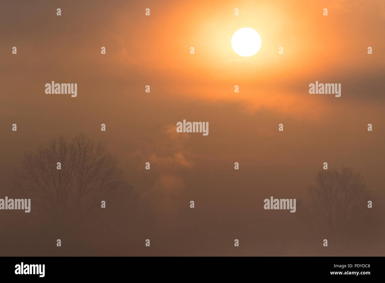 Foggy dawn at Stagno di Peretola Stock Photo