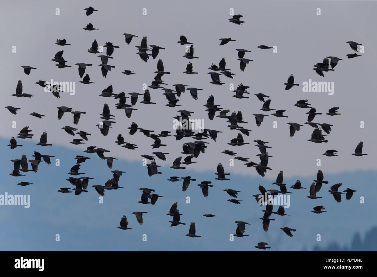 Flock of Eurasian Jackdaws (Corvus monedula) flying to their roost Stock Photo