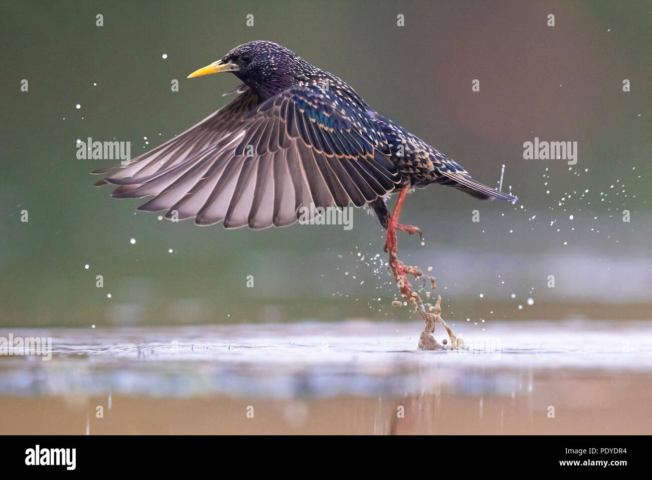 Common Starling (Sturnus vulgaris) flying up from water Stock Photo