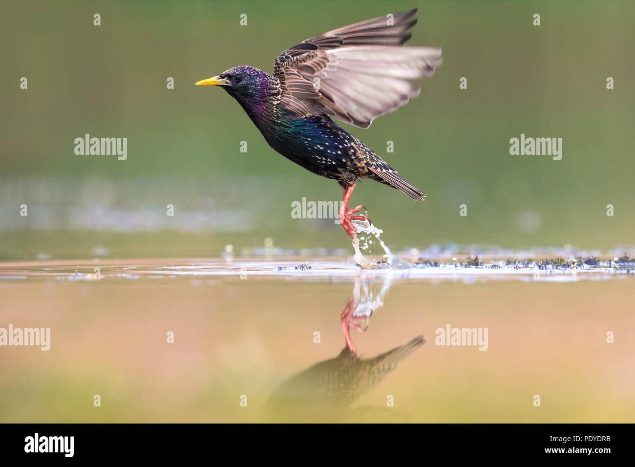 Common Starling (Sturnus vulgaris) flying up Stock Photo