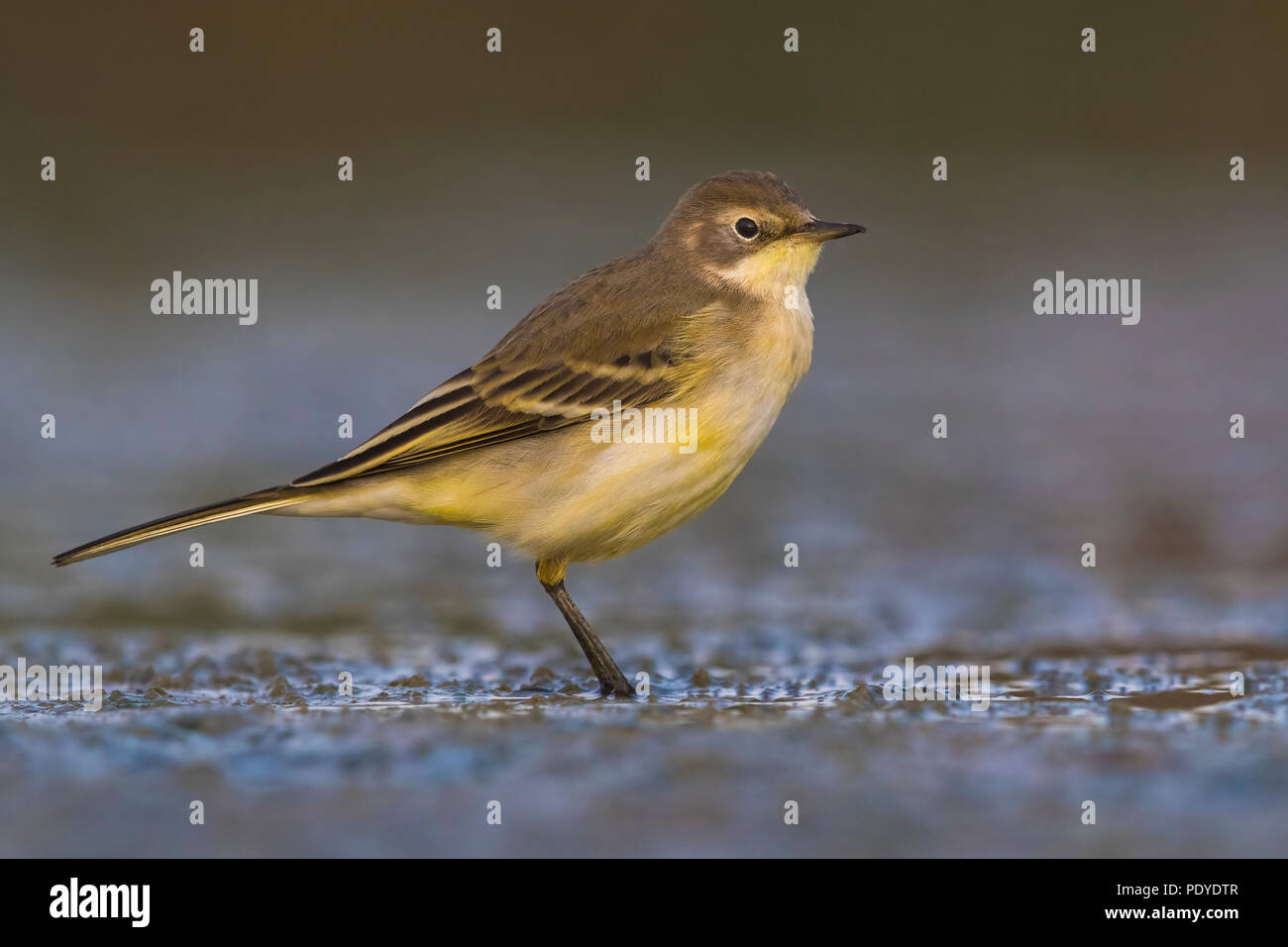 Black-headed Wagtail; Motacilla flava feldegg Stock Photo