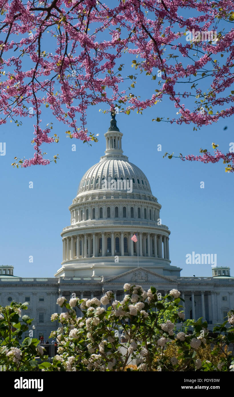U.S. Capitol Building, Washington D.C., Cherry Blossom Festival Stock Photo